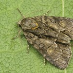 Acronicta strigosa - Mramorovka hlohová 201454