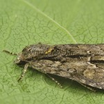 Acronicta strigosa - Mramorovka hlohová 202227