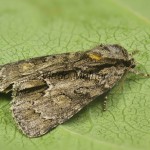 Acronicta strigosa - Mramorovka hlohová 202559