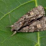 Acronicta strigosa - Mramorovka hlohová 21-13-46