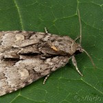 Acronicta strigosa - Mramorovka hlohová 21-15-27