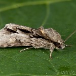 Acronicta strigosa - Mramorovka hlohová 21-17-32