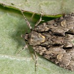  Acronicta strigosa - Mramorovka hlohová 21-25-42.jpg