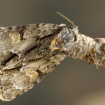 Acronicta strigosa - Mramorovka hlohová 211244