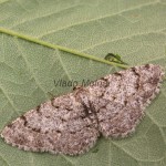 Aethalura punctulata - Kôrovka jelšová 190455