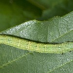 Aethalura punctulata - Kôrovka jelšová 20-45-44