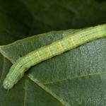 Aethalura punctulata - Kôrovka jelšová 20-47-16