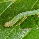 Aethalura punctulata - Kôrovka jelšová 21-24-10