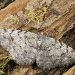 Aethalura punctulata - Kôrovka jelšová 210223