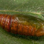 Aethalura punctulata - Kôrovka jelšová 22-12-12