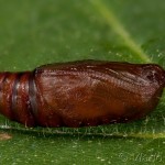 Aethalura punctulata - Kôrovka jelšová 22-32-30