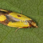 Agapeta zoegana - Zvinúvač nevädzový 18-34-16