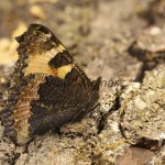 Aglais urticae - Babôčka pŕhľavová 11-38-53