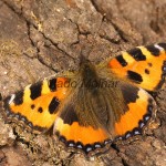 Aglais urticae - Babôčka pŕhľavová 11-40-22