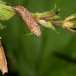 Aglais urticae - Babôčka pŕhľavová 17-27-56