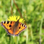 Aglais urticae - Babôčka pŕhľavová IMG_0496