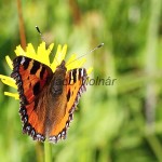 Aglais urticae - Babôčka pŕhľavová IMG_0498