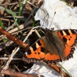 Aglais urticae - Babôčka pŕhľavová IMG_2302