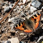 Aglais urticae - Babôčka pŕhľavová IMG_5099