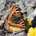 Aglais urticae - Babôčka pŕhľavová IMG_5288