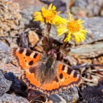 Aglais urticae - Babôčka pŕhľavová IMG_5291