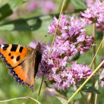 Aglais urticae - Babôčka pŕhľavová IMG_5724