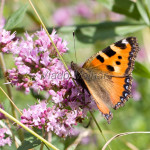 Aglais urticae - Babôčka pŕhľavová IMG_5726