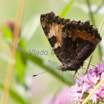 Aglais urticae - Babôčka pŕhľavová IMG_5729