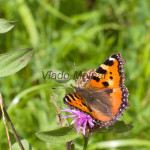 Aglais urticae - Babôčka pŕhľavová IMG_8808