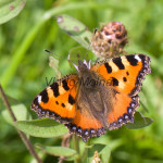 Aglais urticae - Babôčka pŕhľavová IMG_8812