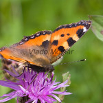 Aglais urticae - Babôčka pŕhľavová IMG_8818