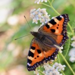 Aglais urticae - Babôčka pŕhľavová IMG_9121