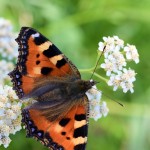 Aglais urticae - Babôčka pŕhľavová IMG_9125