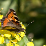 Aglais urticae - Babôčka pŕhľavová IMG_9198