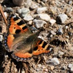 Aglais urticae - Babôčka pŕhľavováIMG_5108