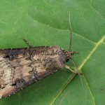 Agrotis ipsilon - Siatica ypsilonová 095757