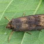 Agrotis ipsilon - Siatica ypsilonová 103357