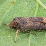 Agrotis ipsilon - Siatica ypsilonová 104031