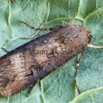 Agrotis ipsilon - Siatica ypsilonová 172051