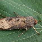 Agrotis ipsilon - Siatica ypsilonová 173540