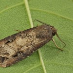 Agrotis ipsilon - Siatica ypsilonová 175553