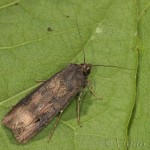 Agrotis ipsilon - Siatica ypsilonová 20-55-51