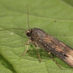 Agrotis ipsilon - Siatica ypsilonová 20-56-35