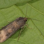 Agrotis ipsilon - Siatica ypsilonová 20-57-24