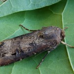 Agrotis ipsilon - Siatica ypsilonová 204409