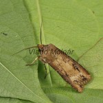 Agrotis ipsilon - Siatica ypsilonová 22-00-59