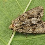 Apamea monoglipha 20-27-11