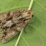 Apamea monoglipha 20-28-34