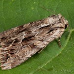 Apamea monoglypha - Sivkavec trávový 20-45-54