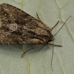 Apamea monoglypha - Sivkavec trávový 21-46-15